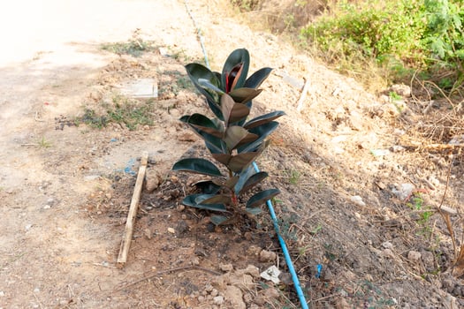 Close-up of rubber plant in urban garden path a sunny sustainability concept photo
