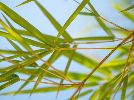 Bamboo growth natural habitat plant outdoor environment close-up view nature's beauty photo
