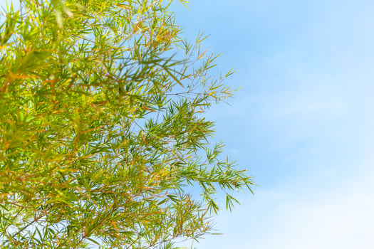 Bamboo growth in sunny environment nature outdoor serenity tranquil view photo