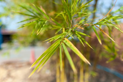 Bamboo growth stages garden nature outdoor close-up greenery insights photo