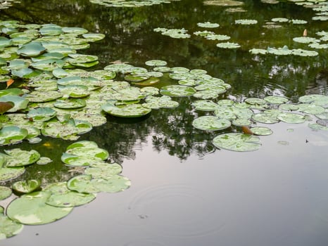 Calm water lilies floating a serene pond nature scene tranquil environment close-up view photo
