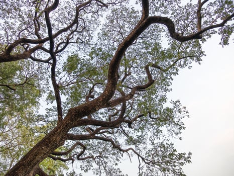 Nature's intricate canopy tree branches against the sky outdoor serene environment upward view photo