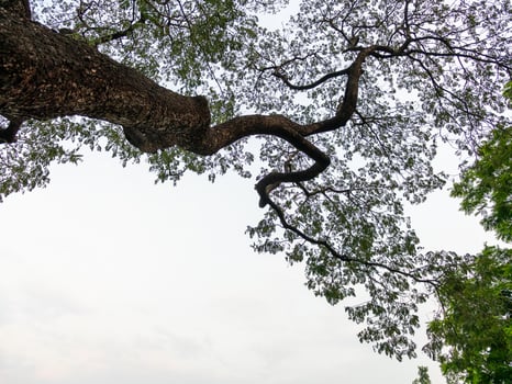 Serene tree branches stretching overhead nature scene urban environment peaceful viewpoint photo