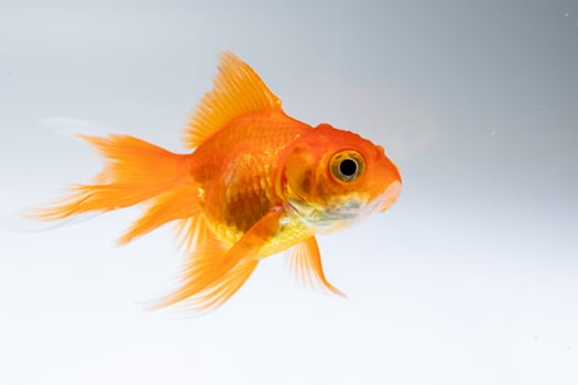 Goldfish swimming gracefully clear water underwater aquatic environment close-up view photo