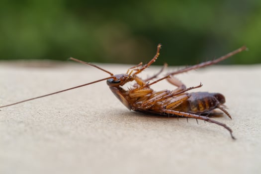 Cockroach encounter urban environment insect close-up nature macro view photo