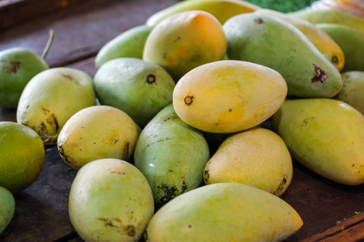 Harvesting fresh mangoes from organic farms in tropical regions food freshness photo