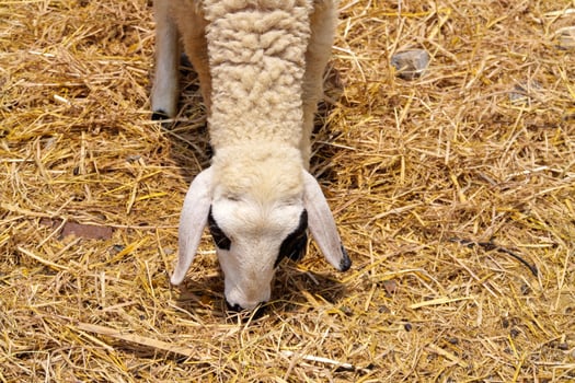 Sheep grazing on straw farmyard animal rural setting close-up nature's beauty photo