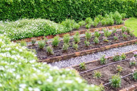 Garden planting day vibrant plants home garden green setting close-up nature's beauty photo