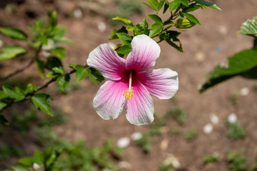 Delicate pink hibiscus flower blooming nature scene close-up outdoor garden vibrant colors photo