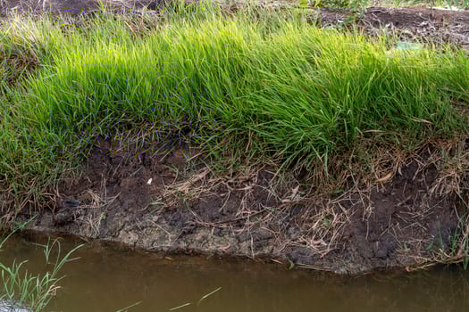 Nature's serenity lush green grass by the tranquil stream landscape rural setting photo