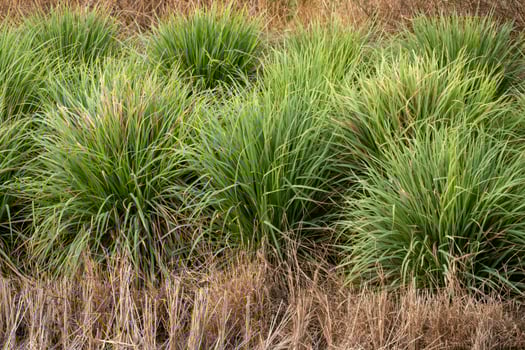 Lush green grasslands rural landscape nature vibrant environment close-up view photo