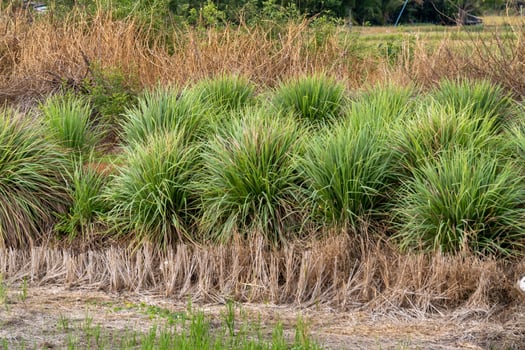 Vibrant grass clumps amongst dried foliage in a natural landscape scene photo