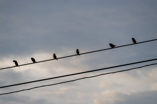 Birds perched power lines urban setting nature evening sky silhouette concept photo