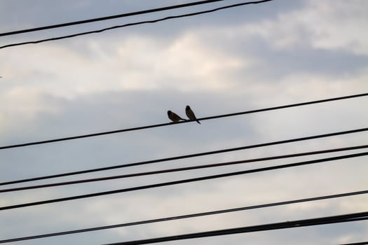 Two birds perched power lines at dusk serene urban scene nature photo