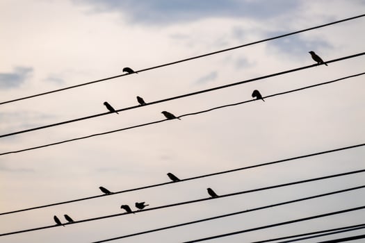Birds perched power lines urban landscape nature evening sky serene view photo