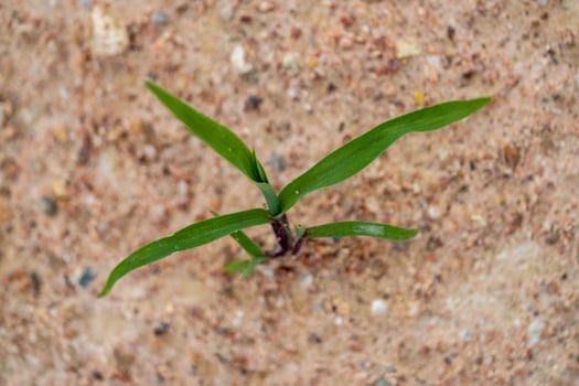 Young plant growth sandy soil nature scene close-up perspective vibrant greens photo