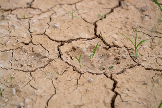 Drought's impact grass growth close-up of parched land and sustainability challenges photo