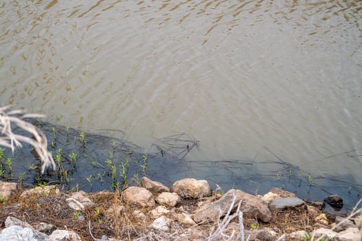 Water pollution impact riverbanks natural habitat outdoor close-up environmental awareness photo