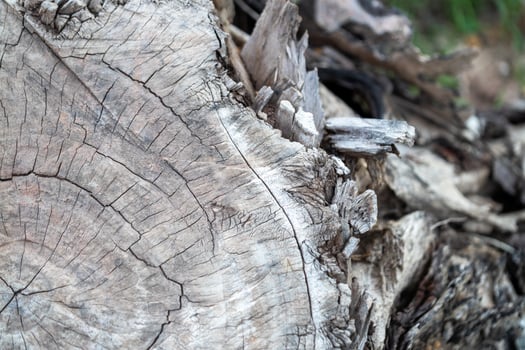Wooden log close-up natural environment detail nature texture photo