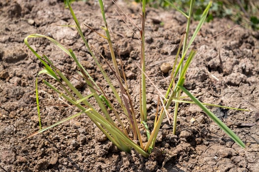New grass growth in dry soil agricultural field nature sunny environment close-up view photo