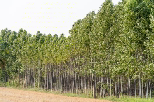Trees growing tall in a lush forest nature scene outdoors vibrant greenery wide angle photo