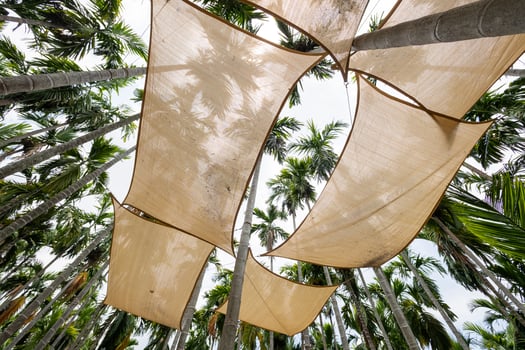 Nature canopy art installation tropical palm grove outdoor ground level visual harmony photo