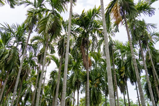 Tall palm trees surrounded by lush greenery nature park tropical environment upward view tranquility photo