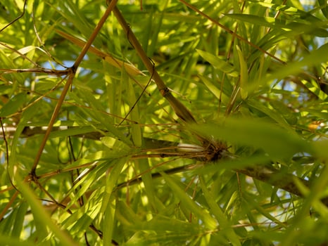 Exploring lush green bamboo forest nature close-up vibrant environment serene viewpoint photo