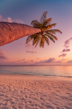 Palm tree at sunset over the ocean photo