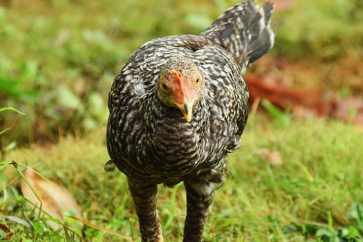 Black and white village chicken in rural yard Tasikmalaya Indonesia photo