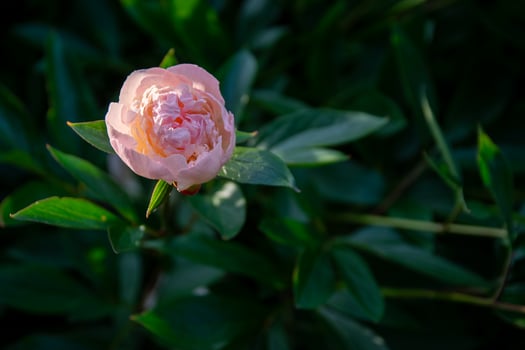 A single pink peony flower in the sun photo