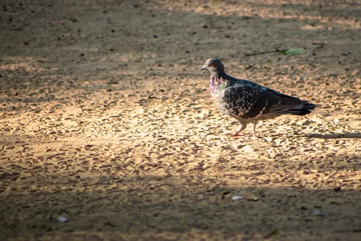 A bird standing on a dirt ground photo