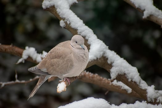 A dove sits on a branch covered in snow photo