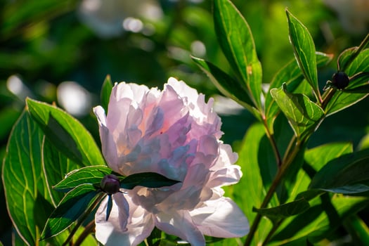 A close up of a pink peony flower photo