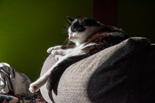 A cat laying on a couch photo