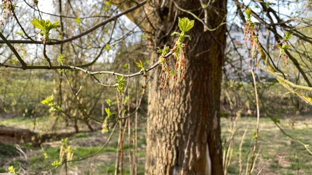 Oak tree blooming in spring in April close-up photo