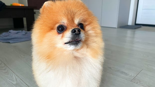 A small pomeranian dog sitting on the floor photo