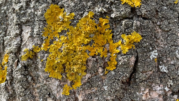 Oak bark with yellow growths, mold mushrooms, close-up, textured, desktop background photo