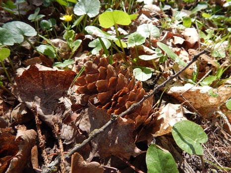 A pine cone on the ground photo