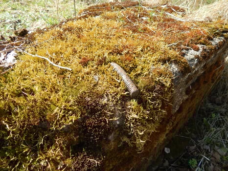 A large stone covered with green and yellow moss, in a forest clearing in dry yellow grass, on a summer morning photo