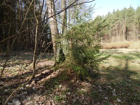 Low old spruce tree against the background of a forest landscape. photo
