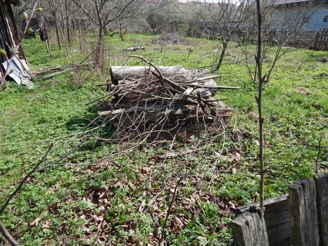 A pile of dry firewood lies on the green grass in the garden in summer photo