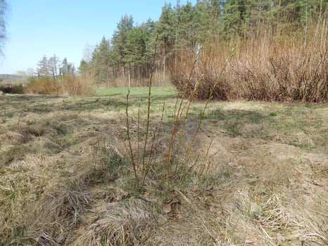 Dry brown bush, forest clearing. Spring day photo