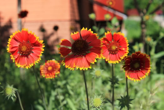Gaillardia pulchella flowers blooming next to the house. photo