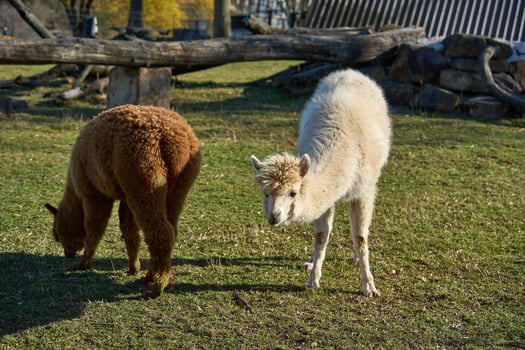 Pets. Hungarian culture. Alpacas eat grass. Red and white alpacas graze in the meadow. photo