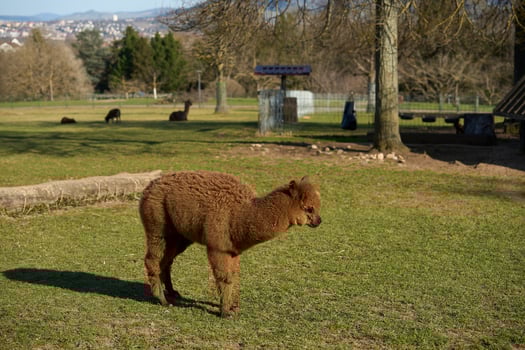 Side view of alpaca standing on field. A baby alpaca grazes in a green meadow. photo
