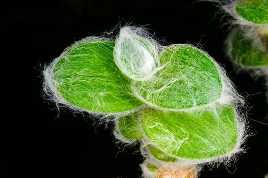 Tradescantia sillamontana, pubescent leaves on the top of a shoot of a climbing tropical plant photo