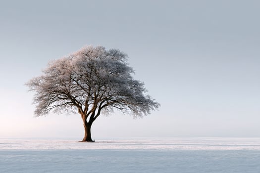 Frosty tree in winter landscape photo