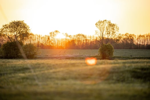 An open field with scattered trees and bushes under a golden sunset. The horizon shows tree silhouettes, with lens flare near the center. photo