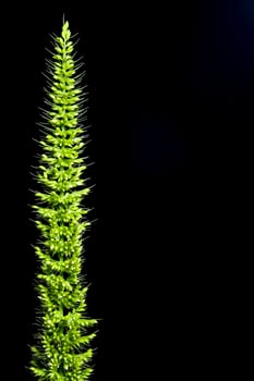 A fresh jungle rice weed on black backgroud photo
